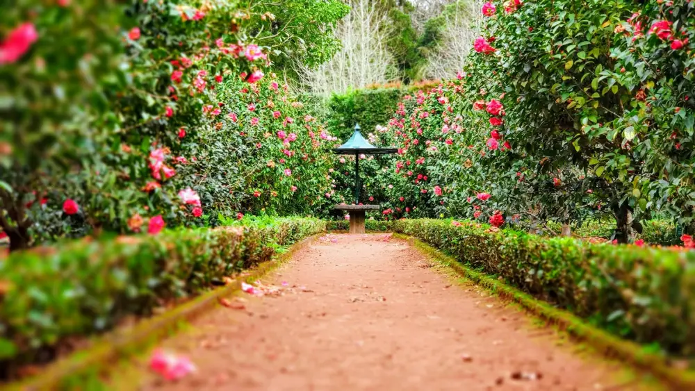 Gravel garden path lined with low hedges and flowering shrubs