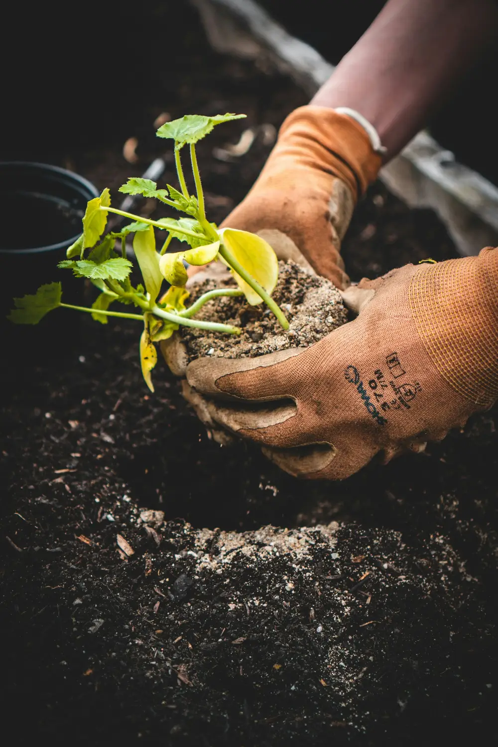 Gloved hands holding a young plant with its root ball