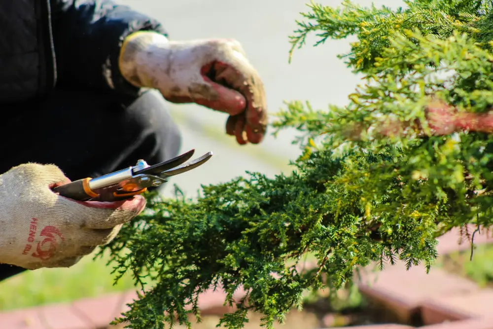 Hands pruning a juniper branch with secateurs