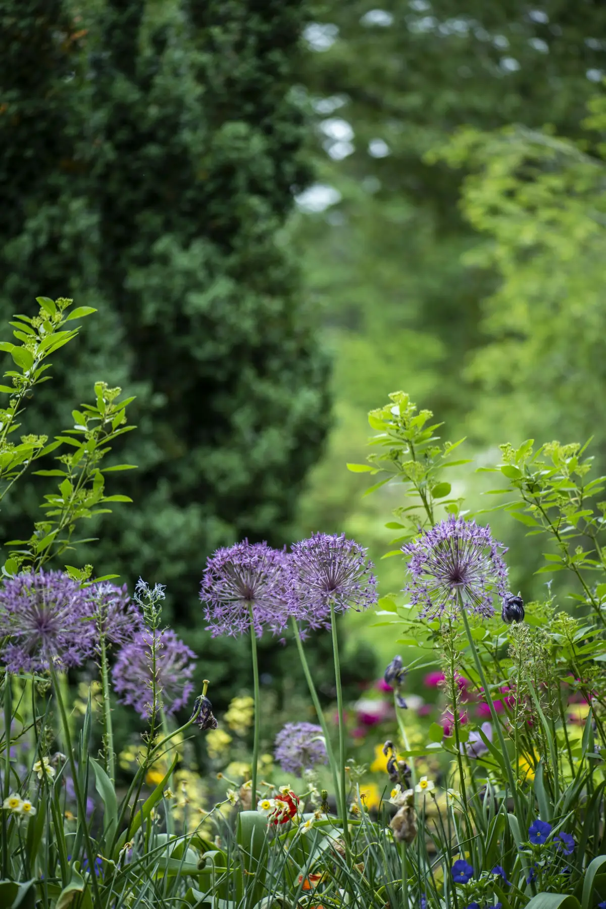 Purple allium flowers rising above green foliage